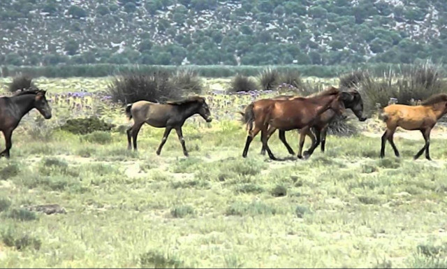 Ιωάννινα: Εντοπίστηκαν νεκρά άλογα στο Πάπιγκο