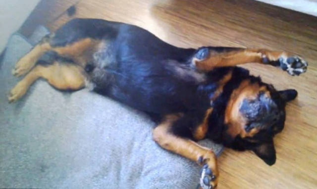 Σκύλος κάνει τον… πεθαμένο για να γλιτώσει τα φάρμακά του  (video)