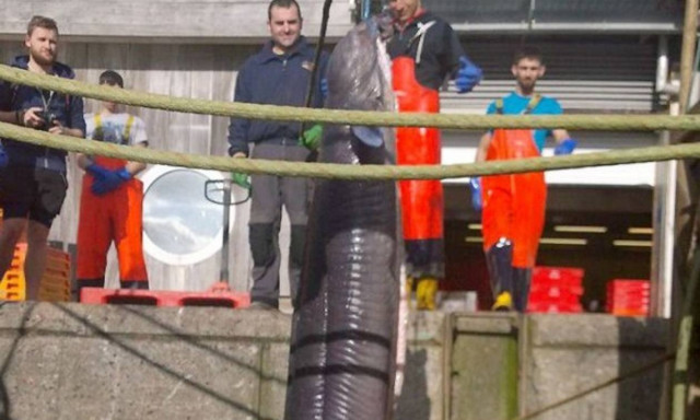 Δείτε το θαλάσσιο... τέρας που πιάστηκε στα δίχτυα ψαρά (photos)