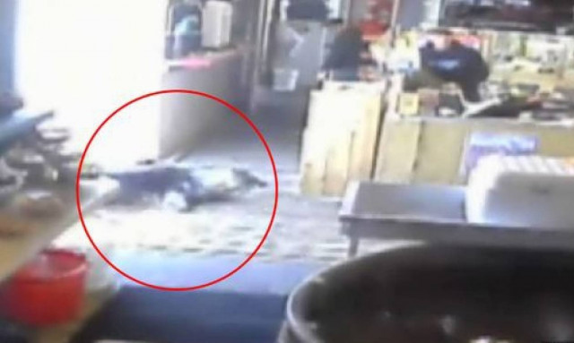 ΗΠΑ: Φώκια προσπάθησε να κλέψει ψάρια από… σούπερ μάρκετ! (video)