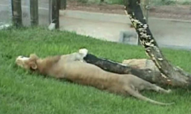 Συγκινητικό βίντεο: Απελευθέρωσαν λιοντάρι μετά από 13 χρόνια αιχμαλωσίας σε τσίρκο