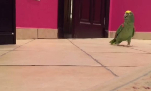 Ο παπαγάλος που έχει κάνει θραύση στο Διαδίκτυο (video)