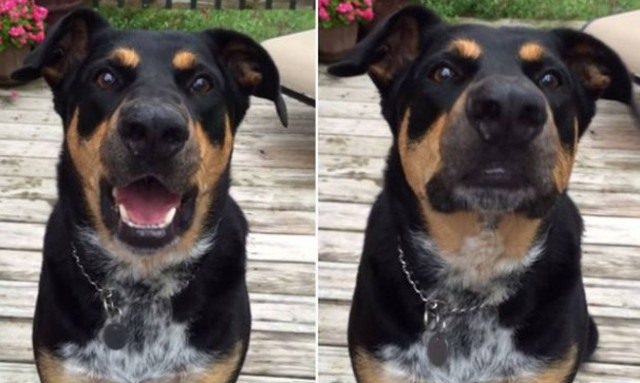 Αυτός ο σκύλος όχι μόνο μιλάει αλλά ψιθυρίζει κιόλας! (video)