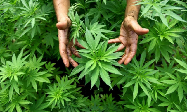 Ηλεία: 50χρονος καταδικασμένος σε 79 χρόνια κάθειρξη διατηρούσε τεράστια χασισοφυτεία!