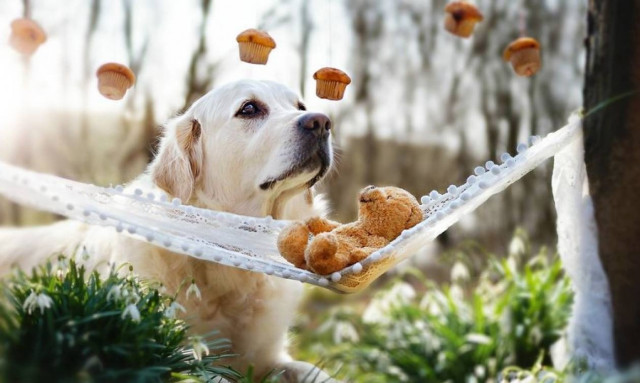 Ένας σκύλος και το αρκουδάκι του σε περιπέτειες (photos)