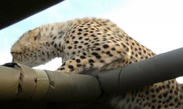 Σαφάρι τρόμου: Τσιτάχ έπεσε μέσα στο τζιπ τους... (video)