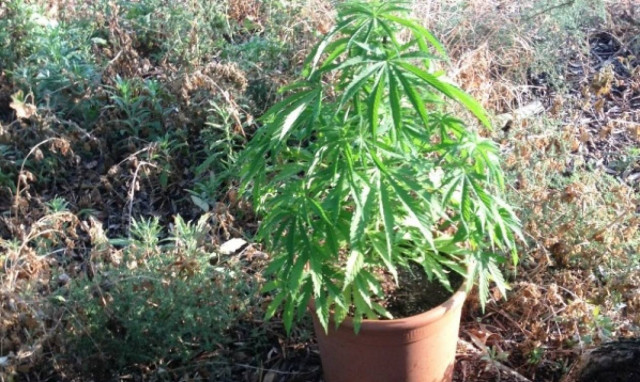 Αιτωλικό: Σύλληψη 28χρονου για καλλιέργεια κάνναβης (photos)