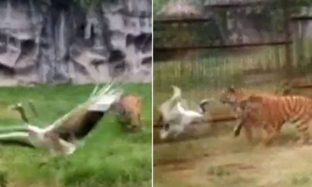 Γερανός έπεσε στο ίδιο κλουβί με δύο… τίγρεις! Μην βιαστείτε να ποντάρετε στο νικητή! (video)