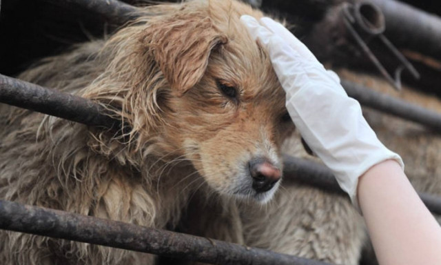 Πολύ παλιότερη από όσο πιστεύαμε η εξημέρωση του σκύλου