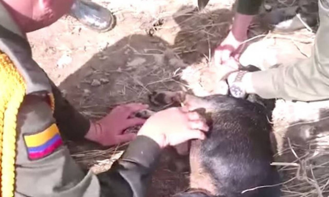 Φιλί της ζωής σε αναίσθητο σκύλο (video)