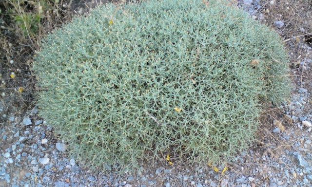 Μαγνησία: Το μυστικό που έκρυβε σε θάμνο τον οδήγησε στις «χειροπέδες»