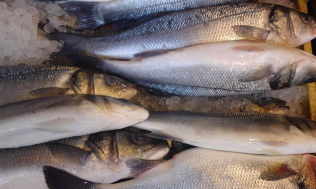 Τα ιχθυηρά το πρώτο ελληνικό εξαγώγιμο προϊόν στην Πορτογαλία