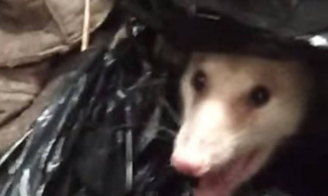 Τρόμος στην κουζίνα: Άγριο πόσουμ κρυβόταν στα σκουπίδια. Και δεν ήταν μόνο του! (video)