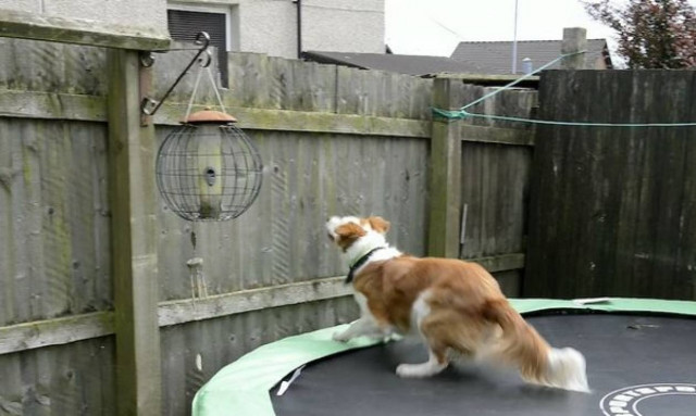 Δεν φαντάζεστε πώς «δραπέτευσε» σκύλος για να ακολουθήσει το αφεντικό του! (video)