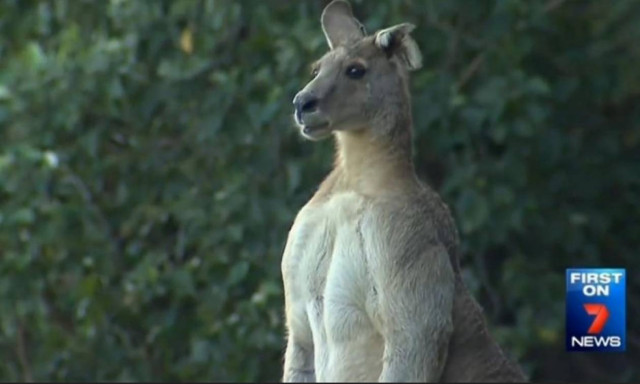 Καγκουρό – τρομοκράτης: «Κόβει» βόλτες και προκαλεί πανικό (video & pics)