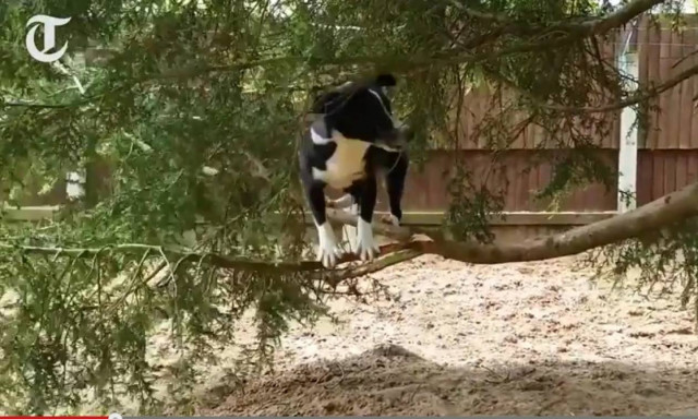 Ο σκύλος που νομίζει πως είναι γάτα… (video)