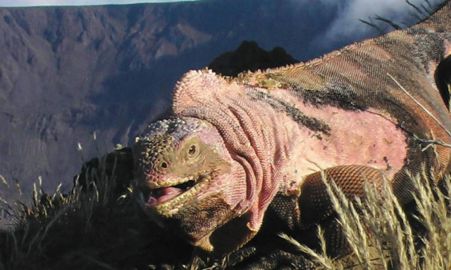 Γλύτωσαν από το ηφαίστειο τα ροζ ιγκουάνα των Γκαλαπάγκος