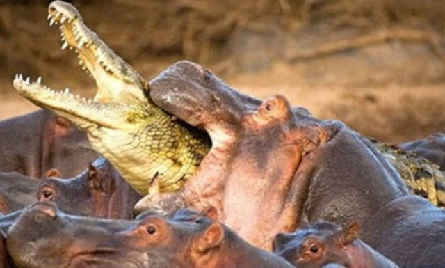 Τα 10 πιο φονικά ζώα στον πλανήτη (video)