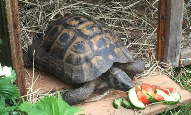 Ο Bobby η χελώνα το σκασε! Δε θα πιστεύετε το γιατί!