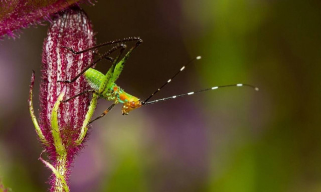 Ο γρύλος που δε θέλει και πολλά πολλά και το αποδεικνύει (video)