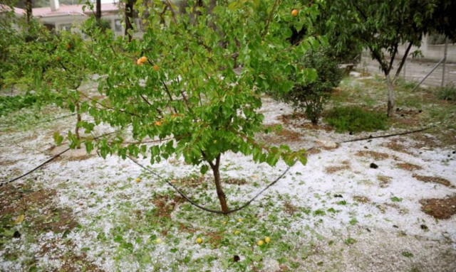 Καταστροφές από το δυνατό χαλάζι στη Λιβαδειά