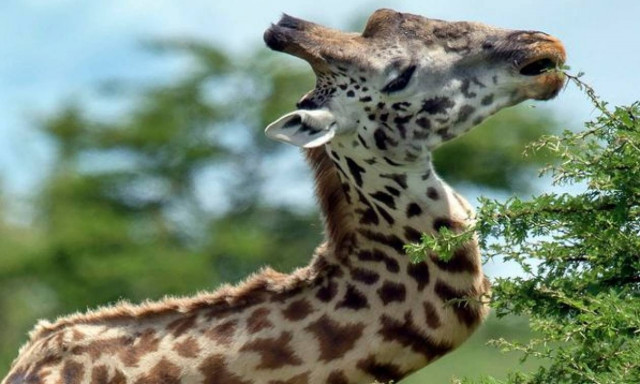 Καμηλοπάρδαλη ζούσε με σπασμένο… λαιμό για πέντε χρόνια! (video)