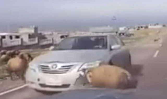 Αυτά παθαίνεις όταν βρεθείς (ακάλεστος) σε τελετουργικό ζευγαρώματος… κριαριών! (video)