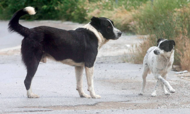 Δράμα: Ο δήμαρχος Δοξάτου «επικήρυξε» με 1000 ευρώ όσους δηλητηριάζουν αδέσποτα ζώα