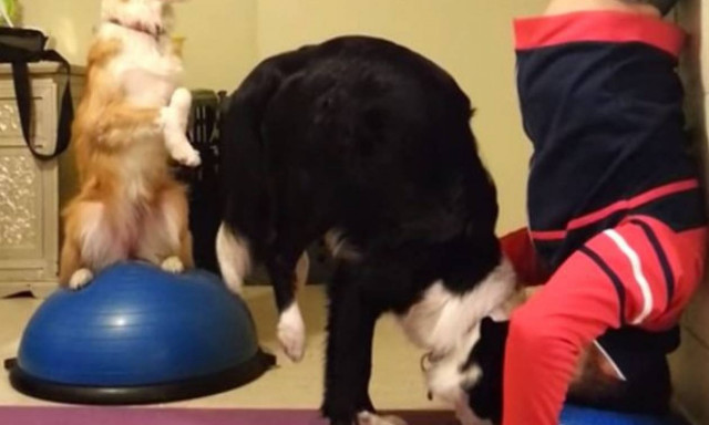 Έχετε δει ποτέ σκύλο να κάνει κατακόρυφο; Να η ευκαιρία σας! (video)