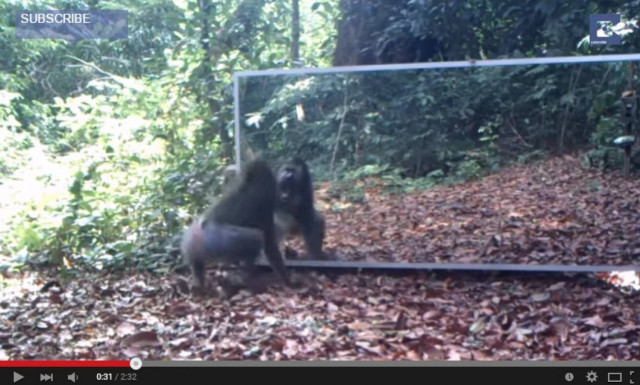 Τι γίνεται αν βάλεις έναν καθρέφτη μέσα στη ζούγκλα; (video)