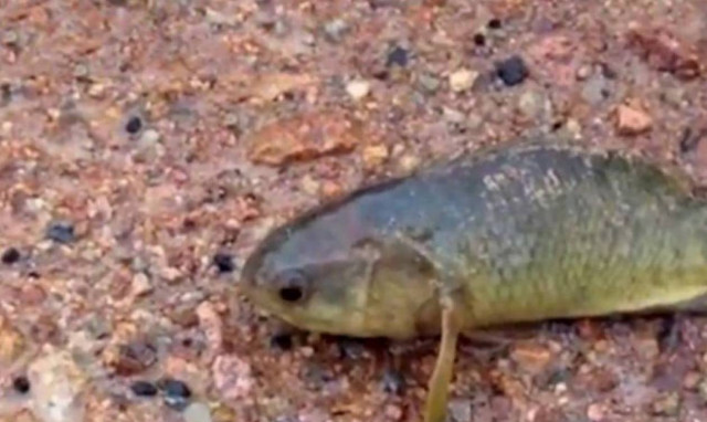 Το μεταλλαγμένο ψάρι δολοφόνος που ζει μέρες στη στεριά (video)