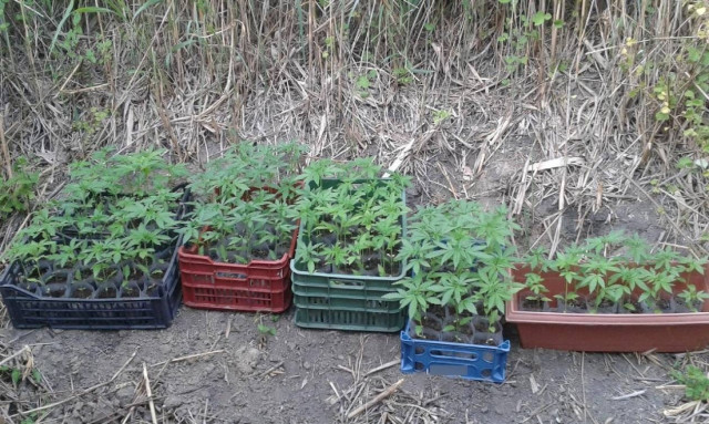 Ημαθία: Εντοπίστηκε και εκριζώθηκε οργανωμένη φυτεία με 133 δενδρύλλια