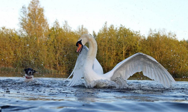 Tεριέ επιτίθεται σε κύκνους και το μετανιώνει (photos)
