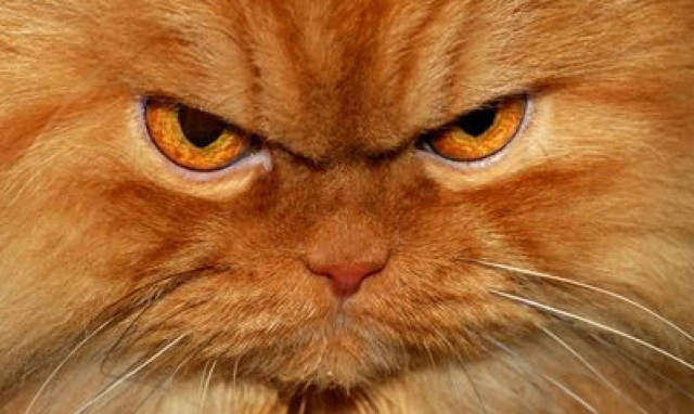 Άνδρας καλεί την Άμεση Δράση γιατί φοβάται τη γάτα του