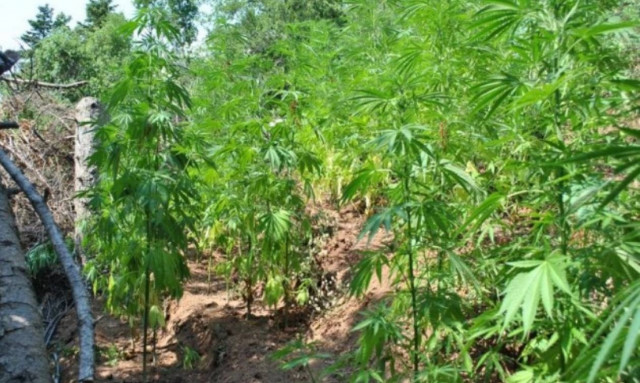 Μεγάλη φυτεία χασίς εντοπίστηκε στην Αρκαδία