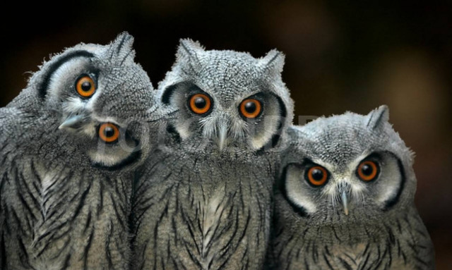 H κουκουβάγια που παίζει κρυφτό (video)