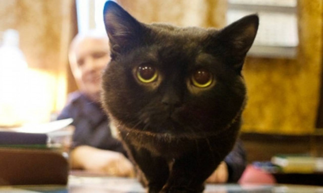 Γάτες και αρκούδες στην «υπηρεσία» του Ρωσικού Πολεμικού Ναυτικού (pics)