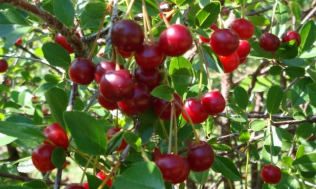 Σέρρες: Γιορτή κερασιού στο Γάζωρο Ν.Ζίχνης