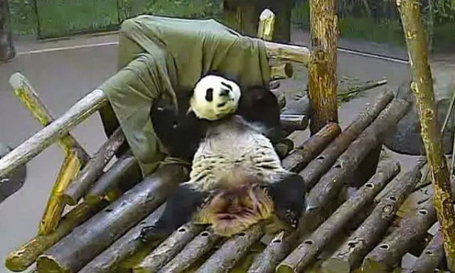 Τι γίνεται αν προσφέρεις σε πάντα μία… κουβέρτα; (video)