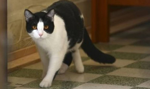 Μία γάτα-πρόσφυγας συγκινεί όλο τον πλανήτη! (video)