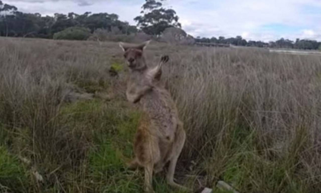 Τα καγκουρό παίζουν πια κιθάρα σαν ροκ σταρ και συνθλίβουν τενεκέδες! (videos+photos)