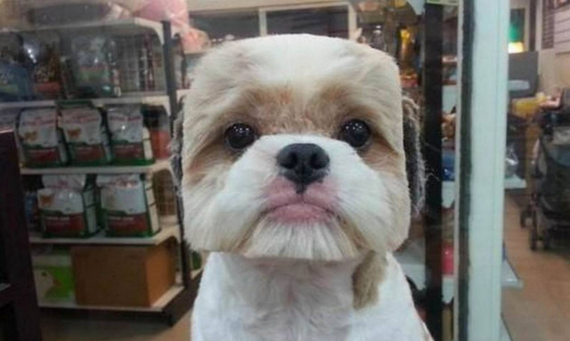 Ιαπωνία: Γιατί όλοι οι σκύλοι έχουν τετράγωνο κούρεμα; (photos)