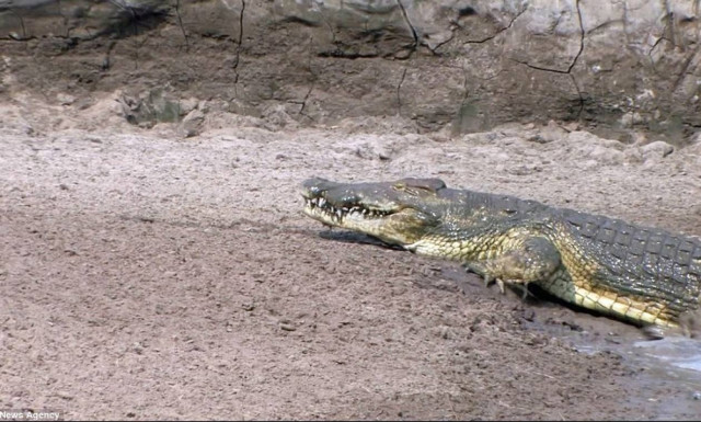 Ίσως ο πιο… loser κροκόδειλος του πλανήτη – Μένει νηστικός λόγω… ανικανότητας (video & pics)