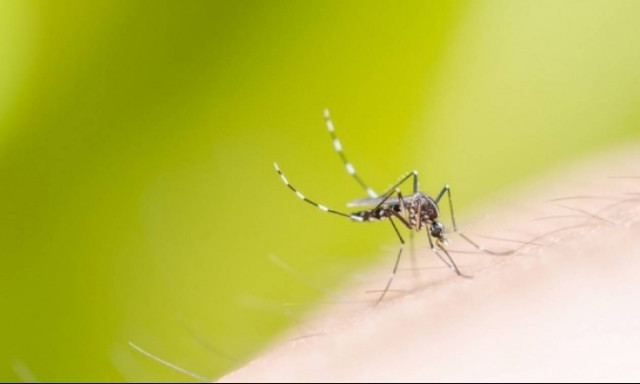 Κουνούπια τέλος στο Ρέθυμνο! Άρχισαν οι ψεκασμοί