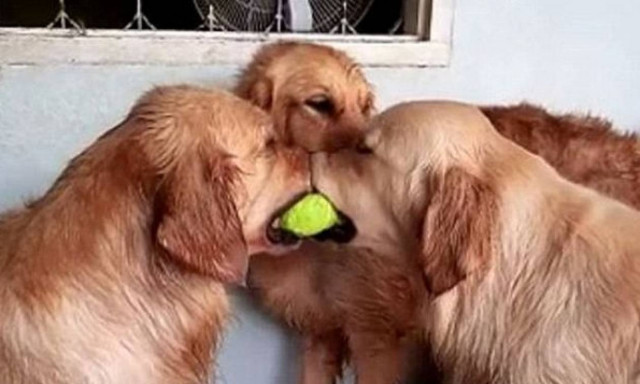 Αξιολάτρευτος σκύλος παρεμβαίνει στη «διαμάχη» των δύο «κολλητών» του! (video)