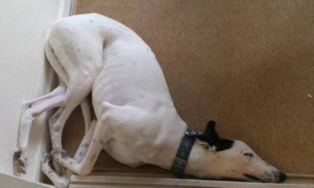 Δύσκολη η ζωή: Όταν τα τετράποδα παίρνουν έναν υπνάκο… (photos)