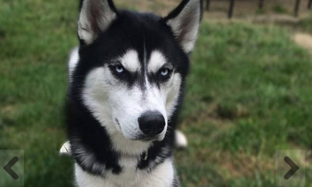 Δείτε όμως το ύφος του σκύλου (photos)