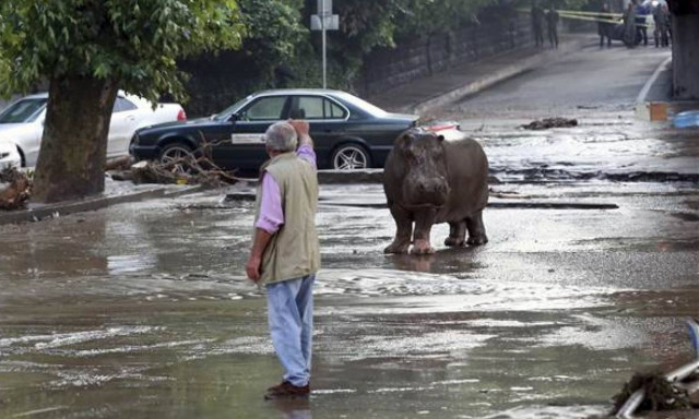 Γεωργία: 8 νεκροί από πλημμύρα και δεκάδες άγρια ζώα στους δρόμους (video)
