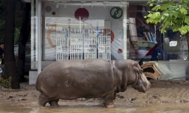 Ιπποπόταμοι, αρκούδες, τίγρεις και λιοντάρια στους δρόμους της Τιφλίδας (video)
