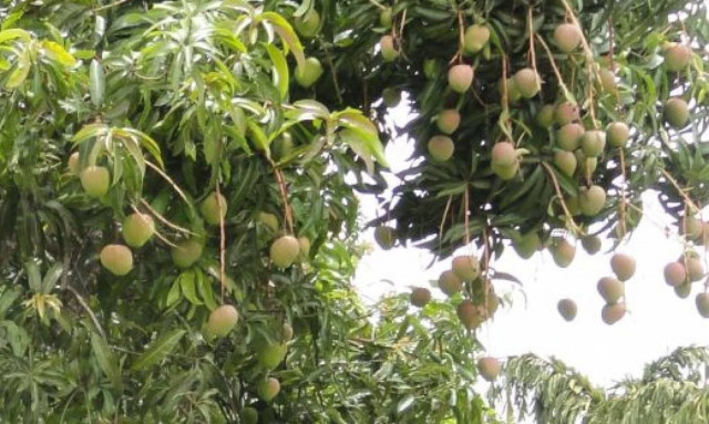 Την έκαψαν ζωντανή εξαιτίας μιας οικογενειακής διαμάχης για... μάνγκο